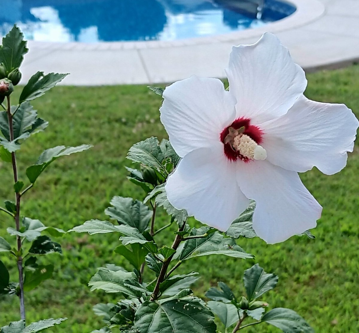 Rose of Sharon... really grows fast! I planted this twig in May and it's now shoulder height.🌹Love that it's already blooming! Planted six of them that came out of the woods from where I grew up in Southern Kentucky. This is the first one to show its beautiful face! 🌼💐#Flowers