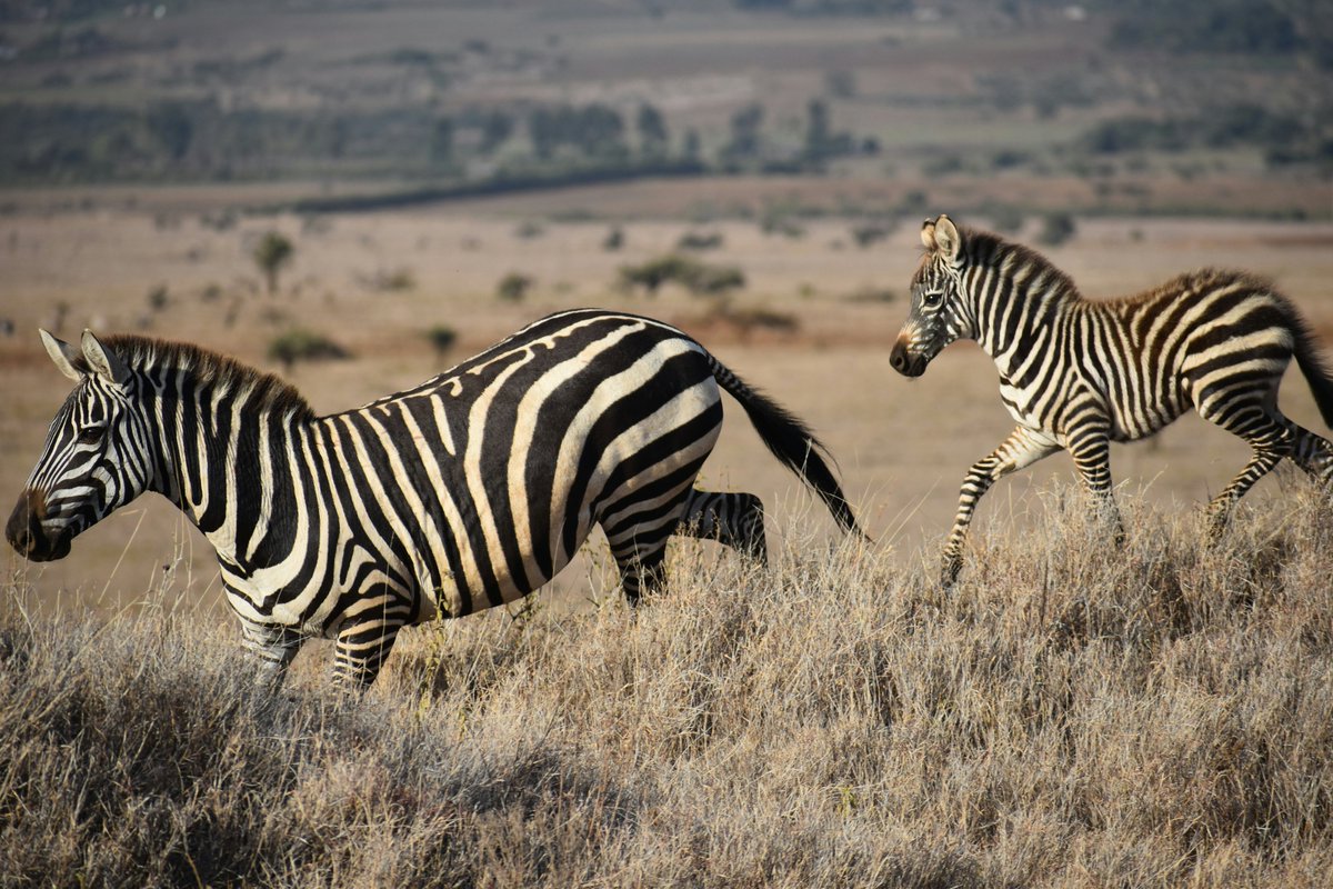 AirKenyaExpress's tweet image. Another side of safari awaits.
Escape to Lewa Wildlife Conservancy, a sanctuary for rhinos & Grevy's zebra.
This is peak season, without the peak crowds.
Let us fly you there. ✈️
#FlyAirKenya #Kenya #SafariReady #Travel