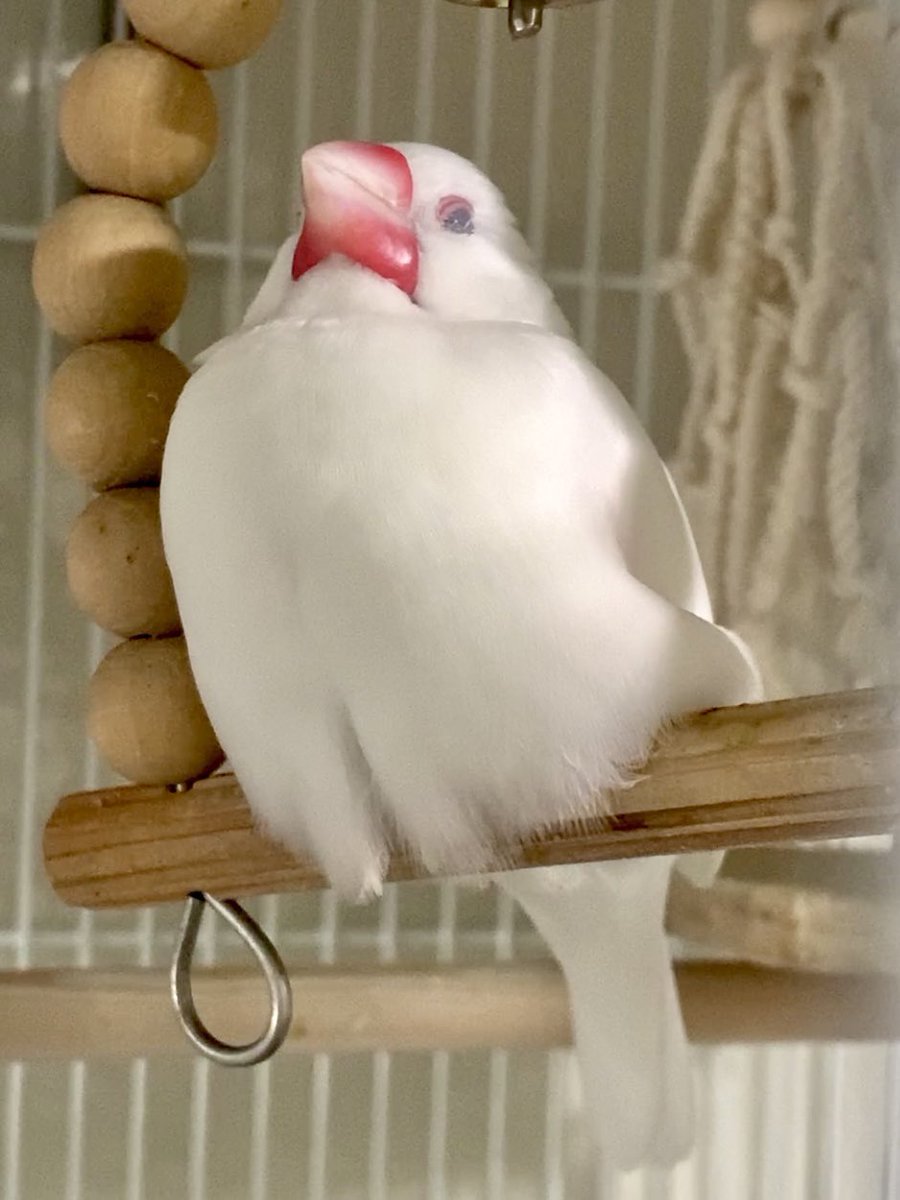 R_nissy's tweet image. ブランコを侵食し始めた文鳥。
 
#文鳥