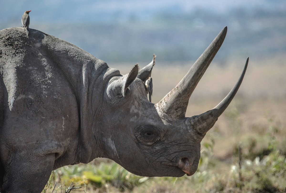 AirKenyaExpress's tweet image. Another side of safari awaits.
Escape to Lewa Wildlife Conservancy, a sanctuary for rhinos & Grevy's zebra.
This is peak season, without the peak crowds.
Let us fly you there. ✈️
#FlyAirKenya #Kenya #SafariReady #Travel