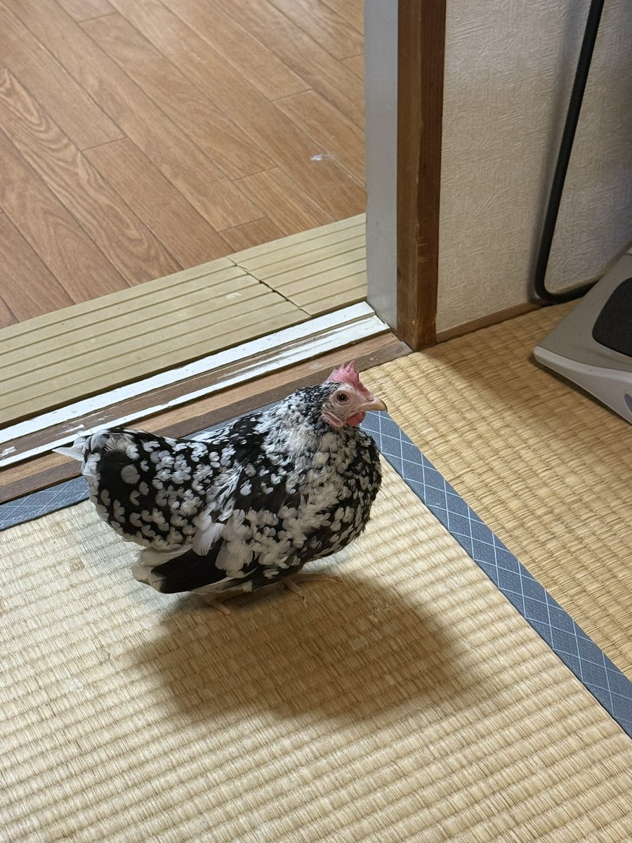 675tori's tweet image. 鶏、今も私の様子を見に来てくれている もう1羽は私のこと一切気にせず別の部屋で遊んでるっぽいんですけどね 群れの上位として孤立してる仲間を気にかける責任感を感じる