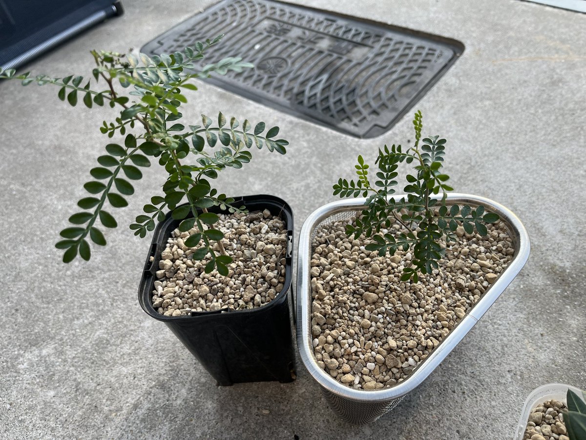 Lenkaku's tweet image. 植物界隈でも中々のアホっぽい対照実験を始めた人間な気がする
パキプスが勿体無い？育つから大丈夫！の筈…
