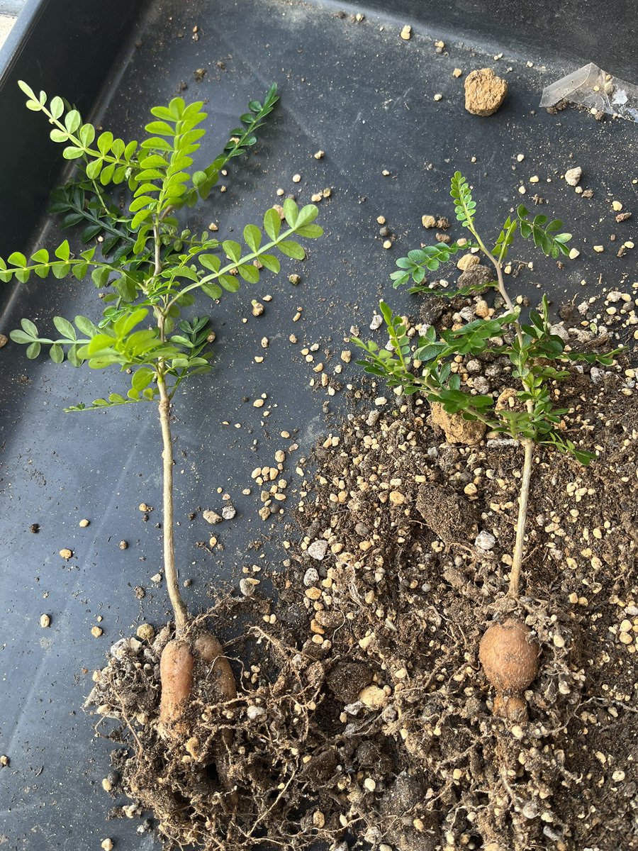 Lenkaku's tweet image. 植物界隈でも中々のアホっぽい対照実験を始めた人間な気がする
パキプスが勿体無い？育つから大丈夫！の筈…