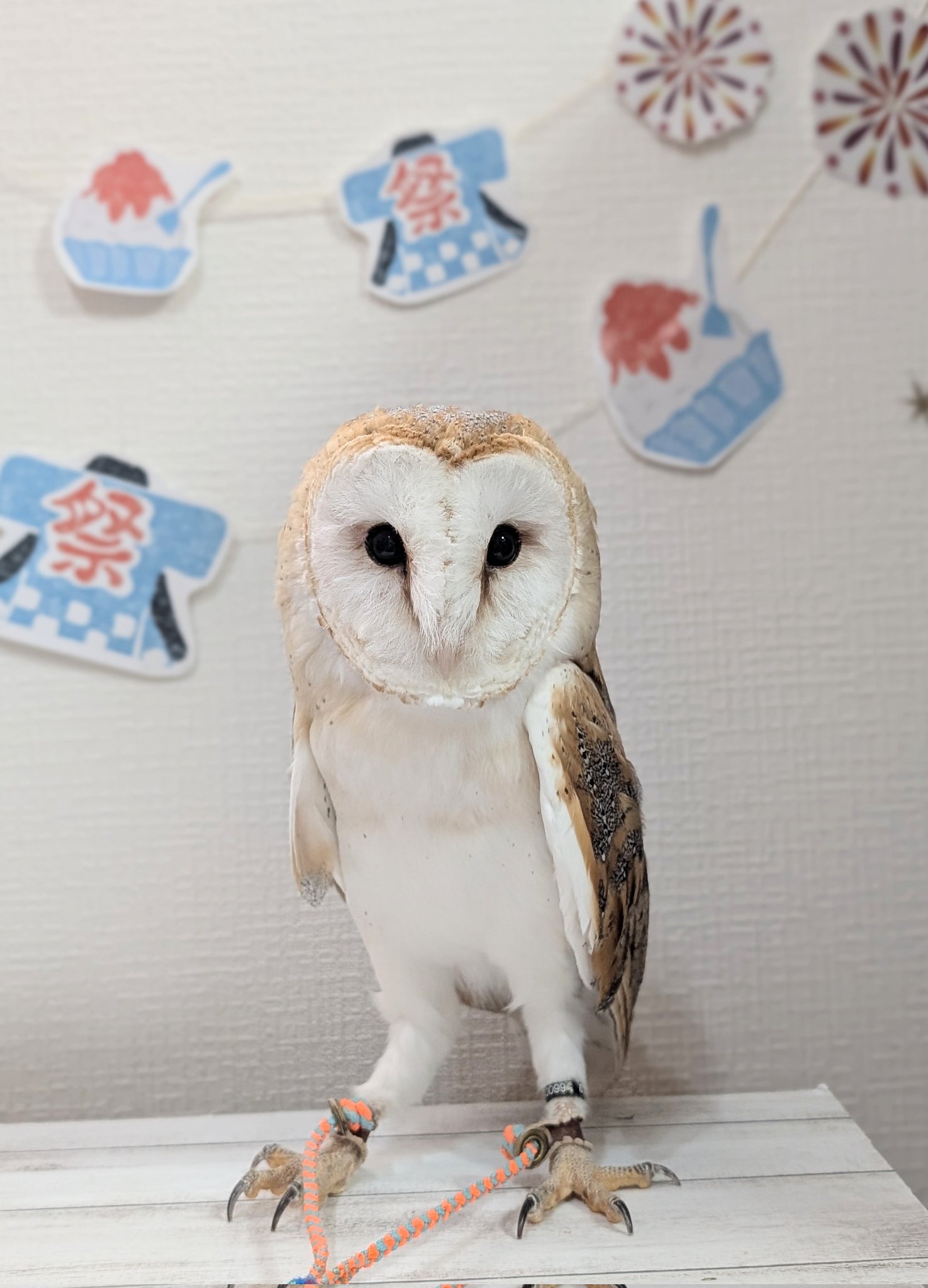 フクロウと月　50号サイズ フクロウのみせ on X: 