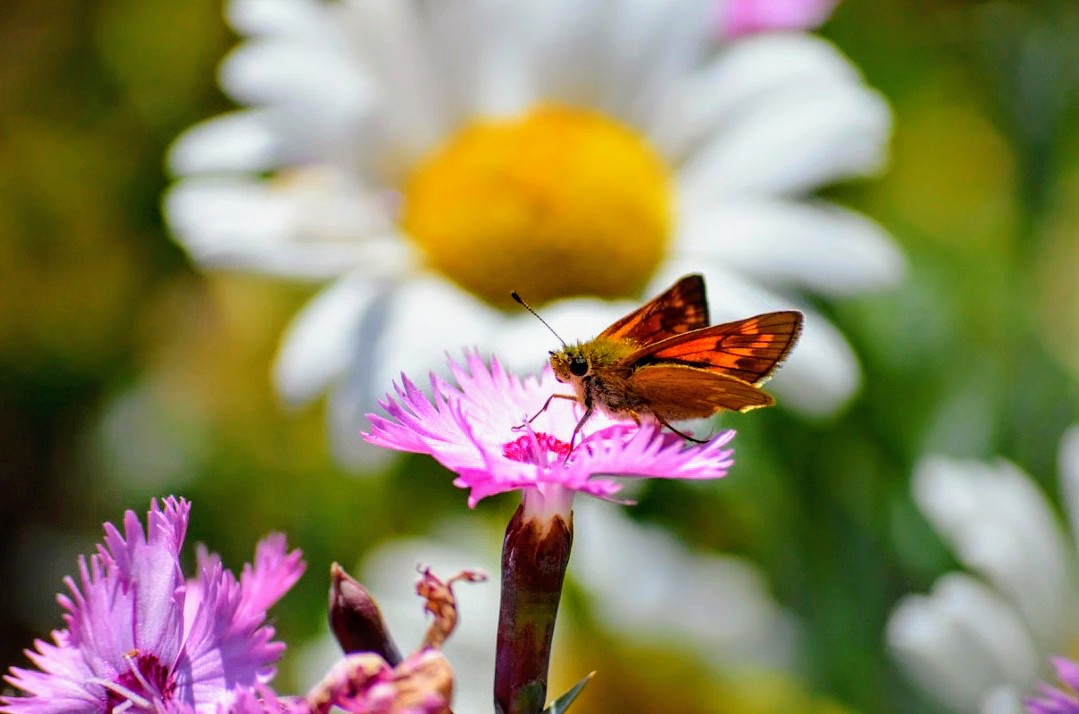 Peaceful afternoon ☀️🦋🎶🌸