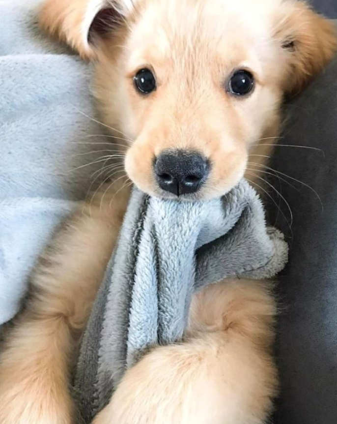 BestinDogs's tweet image. Everyone, meet Otis and say 'Hi'! On a scale of 1 - 10, how cutie is this little guy ?
