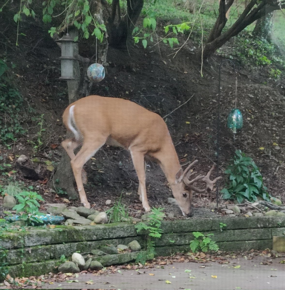 The boys are getting so big!

There were three bucks and a doe out this morning. For sure at least three of them spent part of their babyhood &amp; youth here. The fawns who were here with their moms will come back for snacks year after year.