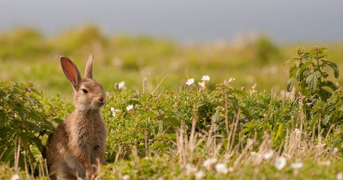 DailyMirror's tweet image. Gardeners urged to do one simple job this month to save hidden animals
mirror.co.uk/lifestyle/gard…