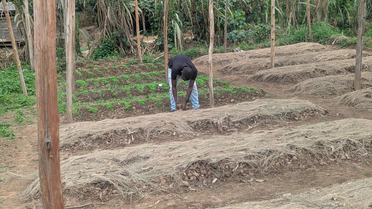 UwaseYves3's tweet image. For us farmers to successfully achieve sustainability and profitability we need to make sure that we Choose high yield and resistance improved varieties then maintain the crops from nurseries till the market.