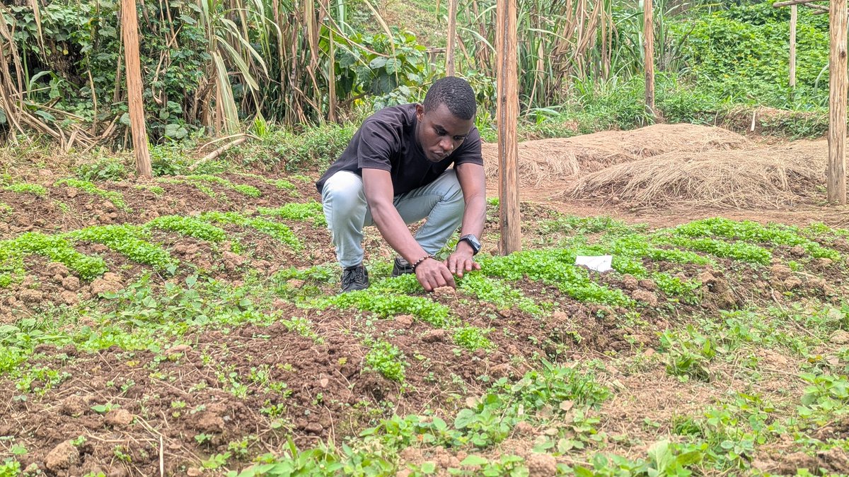 UwaseYves3's tweet image. For us farmers to successfully achieve sustainability and profitability we need to make sure that we Choose high yield and resistance improved varieties then maintain the crops from nurseries till the market.