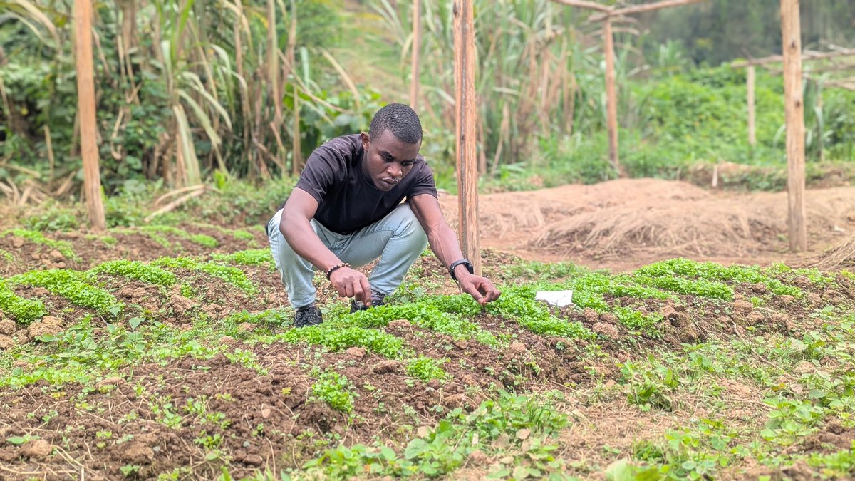 UwaseYves3's tweet image. For us farmers to successfully achieve sustainability and profitability we need to make sure that we Choose high yield and resistance improved varieties then maintain the crops from nurseries till the market.