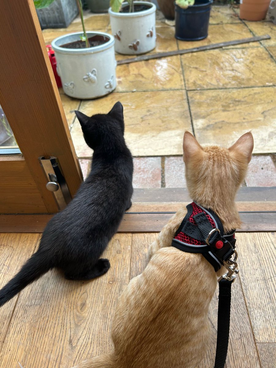 jo_bartosch's tweet image. Suffice it to say, they're not sure about this whole rain thing.