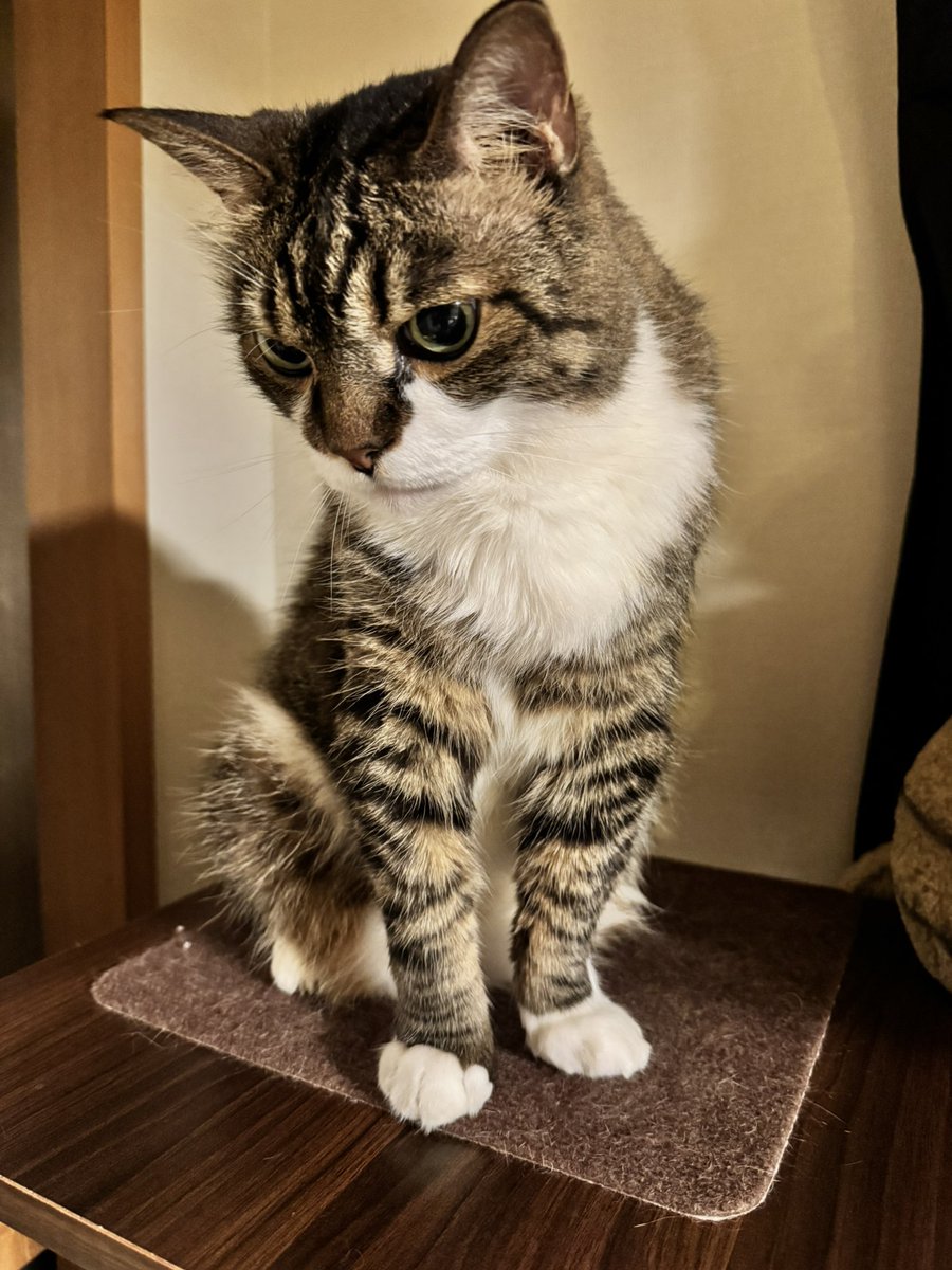 poncho_neko's tweet image. おかしい…
夏休みなのに、まだちゅーるもらってないにゃお！
