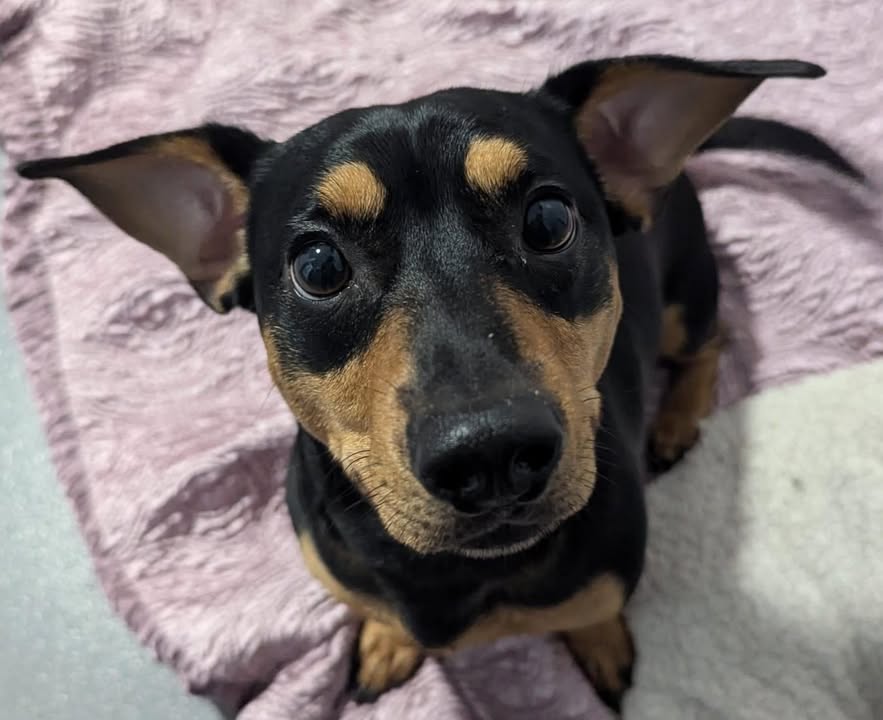 themayhew's tweet image. Woof! My name is Neo and it's a pleasure to meet you today. 👋 My friends here at Mayhew describe me as a Dachshund X. Crossed with what you might ask? Well, we aren't entirely sure. But who doesn't love a dashing, mysterious young man. 🐶 themayhew.org/dogs/neo/.