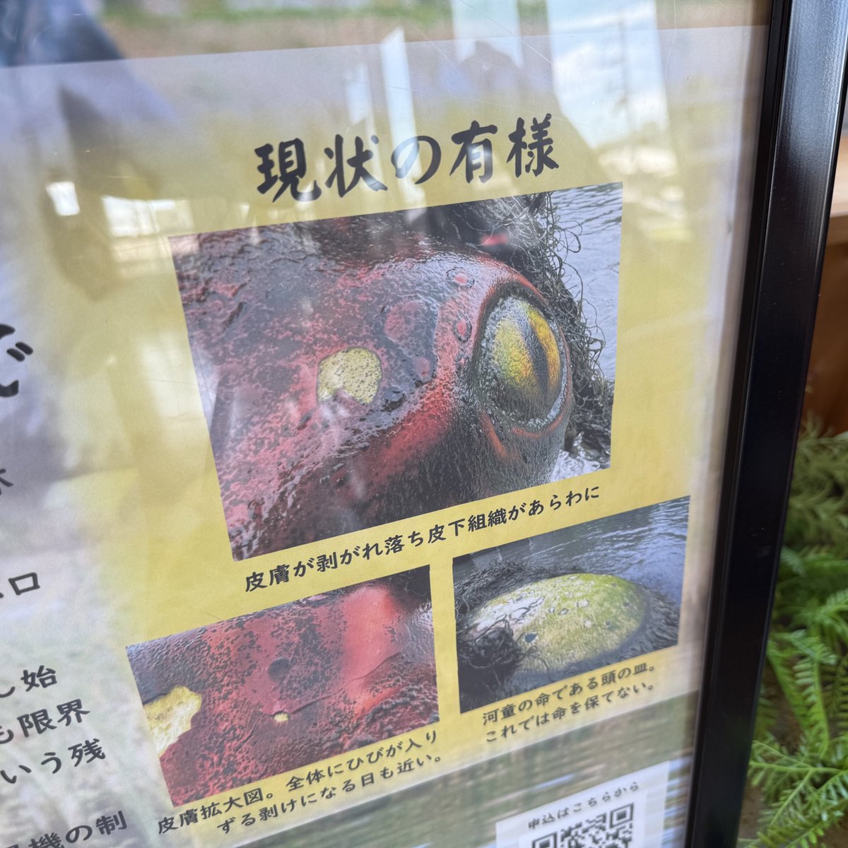 ガジロウさんはピンチらしい

皮下組織があらわにw
水生生物やのにえらいこっちゃ
池の方はまだ見たことないんよね