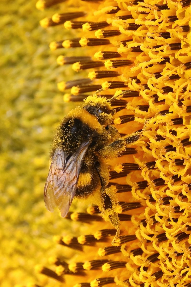 robinmmorrison's tweet image. Bumblebee and Sunflower this morning. 😀