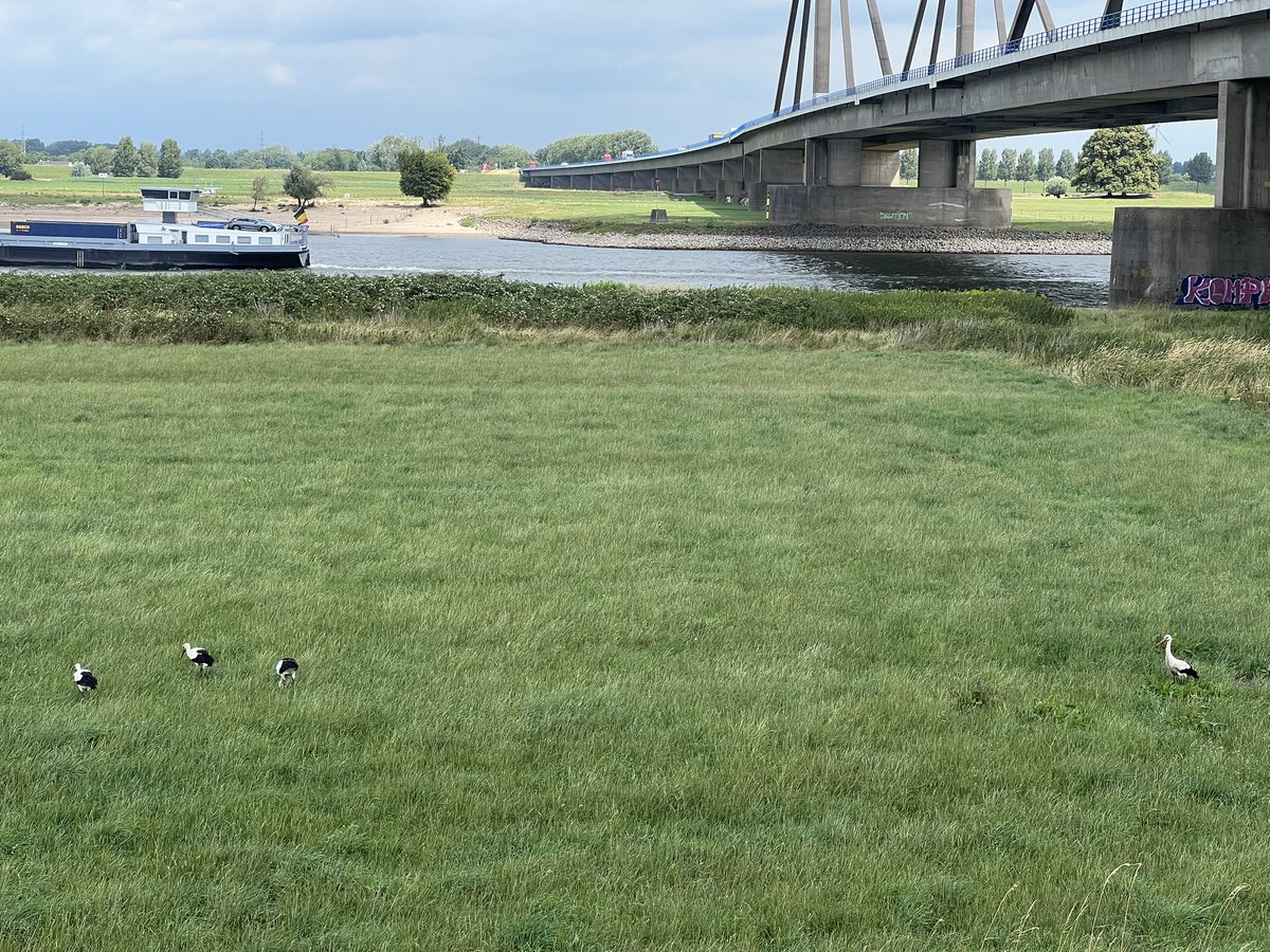 Mama met 3 ukkies #ooievaar