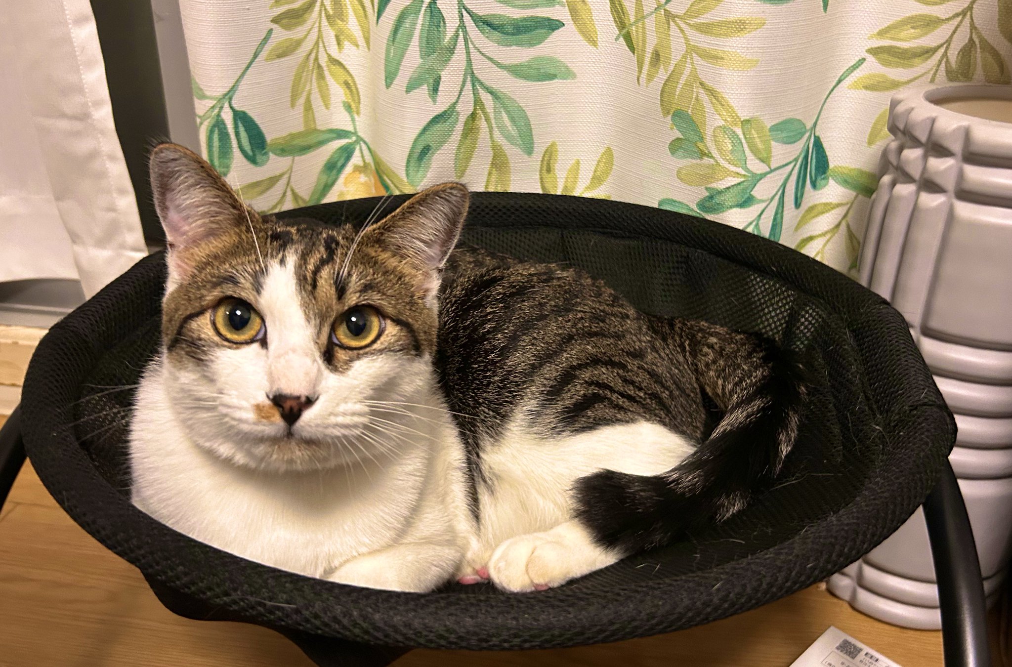 ねこ かさね🎮🍸 on X: