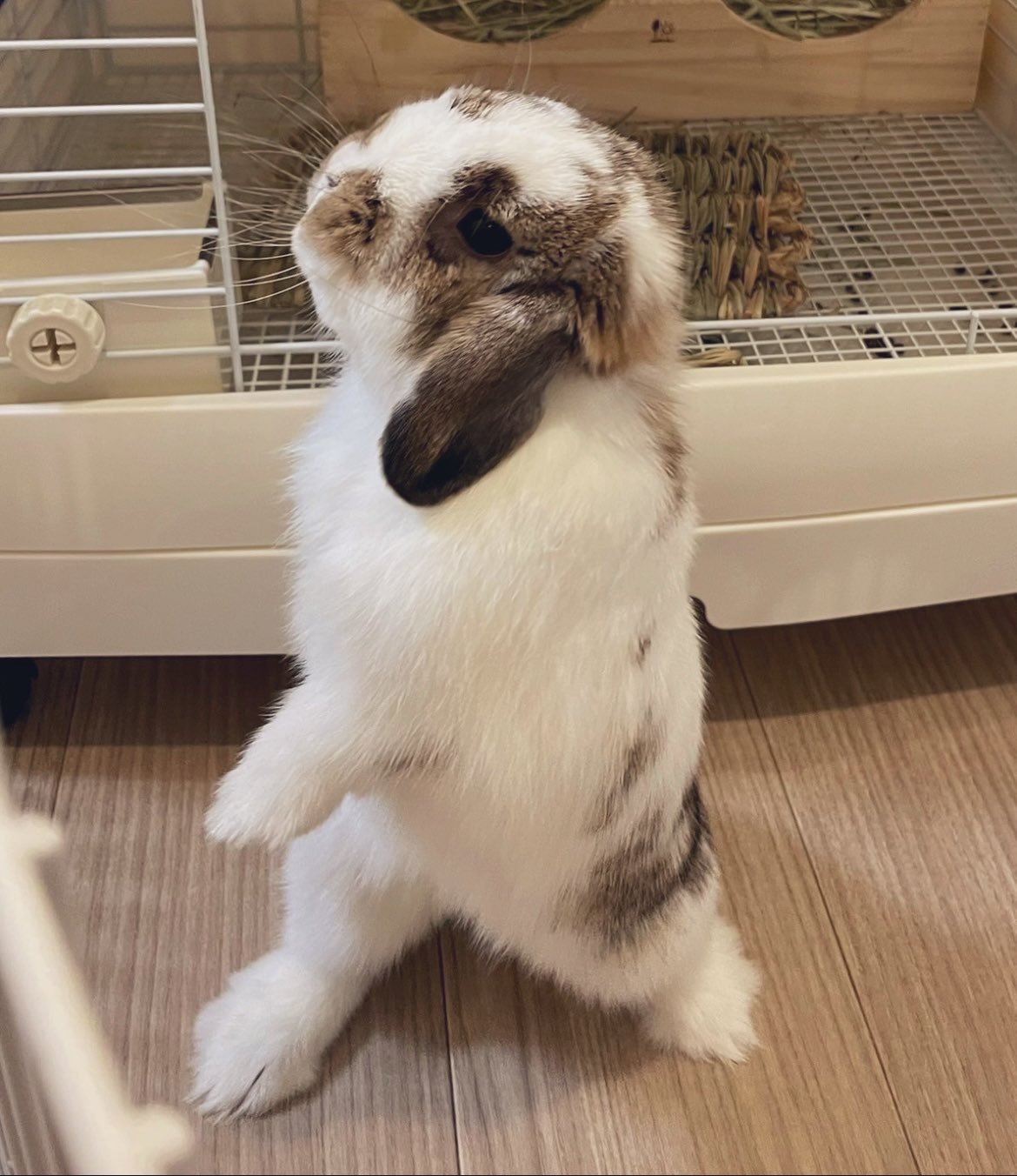 うさぎ 3590 うさぎ立ち・ベージュ：おもちゃ：百町森