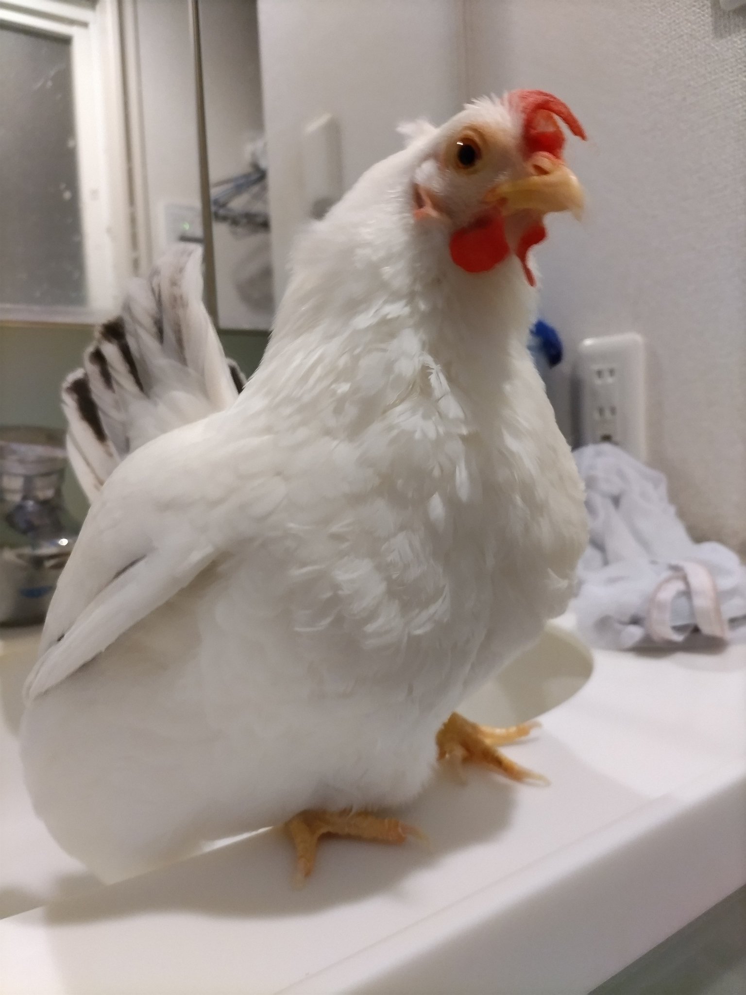ふわふわ白鳥さん ニワトリさん@育児も始まりました on X: