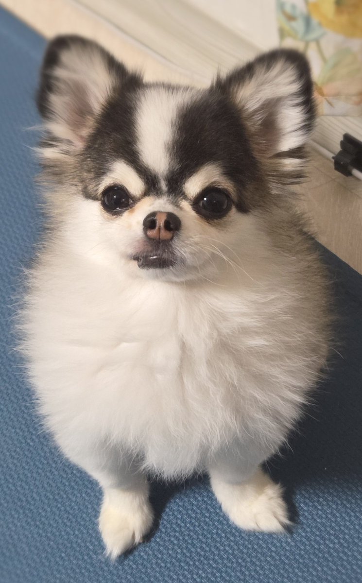 ho_dan0203's tweet image. 