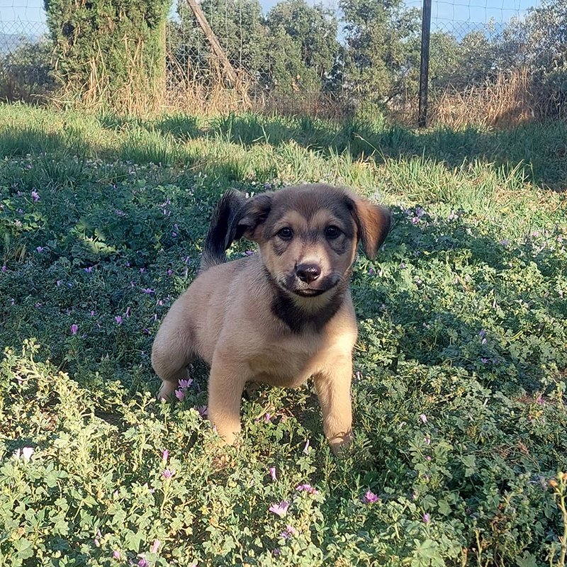 Sessió de fotos amb en Romeo i la Julieta 💚! Busquem famílies responsables que vulguin ADOPTAR aquests #cadells creuats de gos pastor. 

Bons i alegria pura 🎊

Xipats, desparasitats, vacunats i esterilitzats (quan tinguin l'edat).

📩 Escriu-nos DM o a infoproteosona@gmail.com