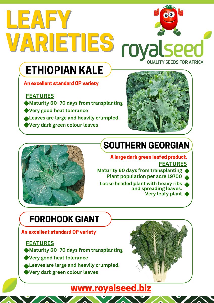 Kale that keeps picking. Sukuma yenye ladha tamu. Mboga mboga za Royal = afya kwa Mnunuzi + faida kwa mkulima! 

👉Fahamu zaidi royalseed.biz/leafies/

#RoyalSeed #AgriInnovation #MbogaMboga #FoodSecurity