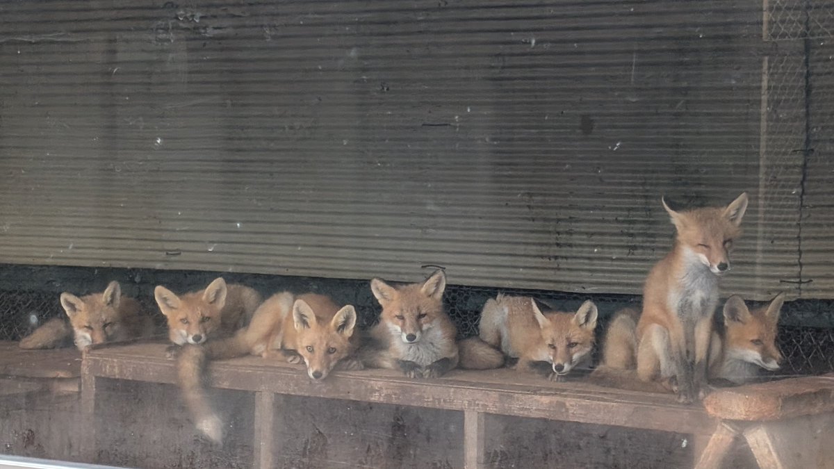 kitakitsunefarm's tweet image. 全員横並びショットはハウスの外からしか撮らせてもらえません🥲中に入るとバラける💦
左から…さや♀ピース♂たいしょう♂らく♂ひよ♀レン♂さくら♀です(2枚目は ひよとレンの順番が逆)
#北きつね牧場 #キタキツネ #こぎつねハウス #連日異例の猛暑