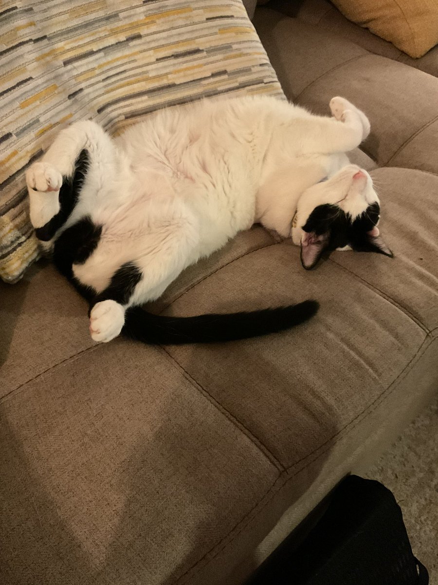 Happy Birthday Olive
From your sisfur Greta
Here, have a toy