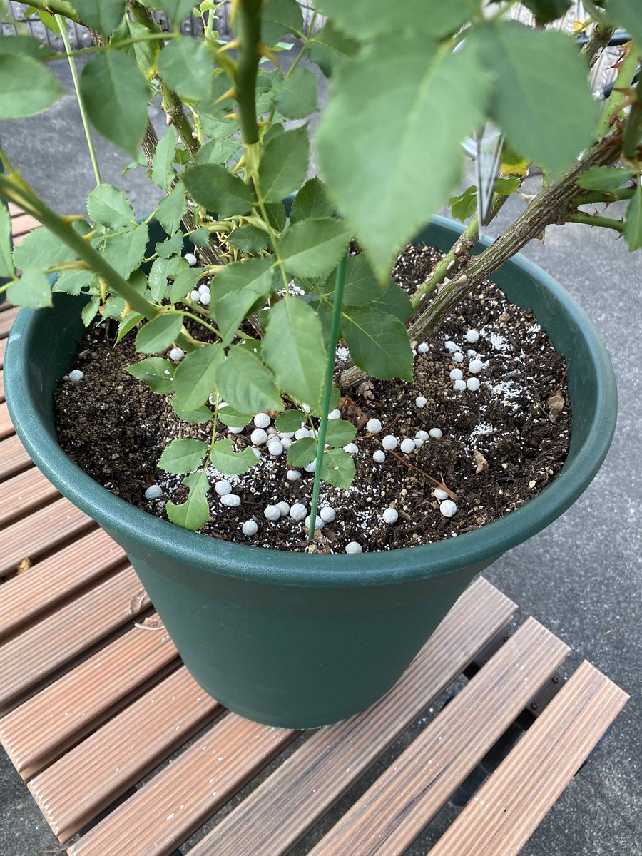YTmkYesGUwQBQEv's tweet image. 春頑張った薔薇にお礼肥えをやるのは、人間がうなぎやステーキを食べるようなもんだけど、キバタンにはメロンをあげるようなもんだろうか