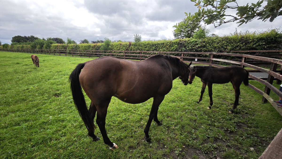 vcacic's tweet image. Irish National Stud 
#Ireland #horse