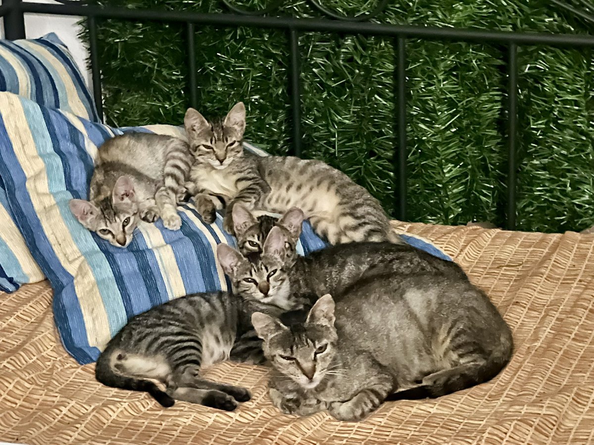 Fasmida's tweet image. Foto de familia y un invitado inesperado.