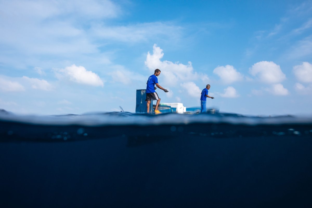 commonwealthorg's tweet image. Fisheries in the Maldives account for almost 96% of exports but face grave threats from climate change.

Our partners @ResilientReefs  are conducting independent research to identify the policy solutions that can help protect this vital industry and the lives of the communities…