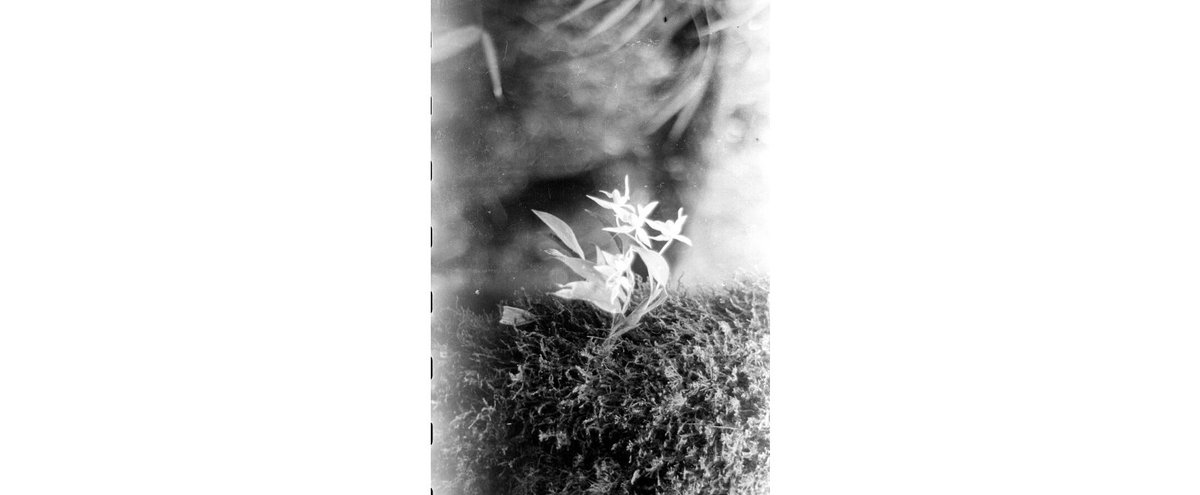 Flower photographed by anthropologist, Christoph von Fürer-Haimendorf  in the Apatani Valley, 1944 #EYANature ow.ly/kX0R50WrIAv
