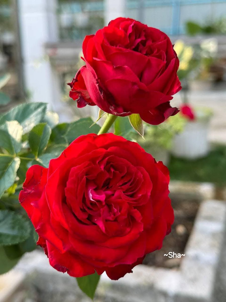sha_m292411's tweet image. ❤️PURE HEARTS❤️
If your thought is a rose
YOU are a rose garden💕
🌸Rumi🌸
Don't let the tall weeds cast a shadow on the beautiful flowers in your garden💕
🌸Steve Maraboli🌸
🇲🇾❤️~Be like a rose
Beautiful with its' fragrance😘
THANK YOU FOR YOUR SUPPORT🌹