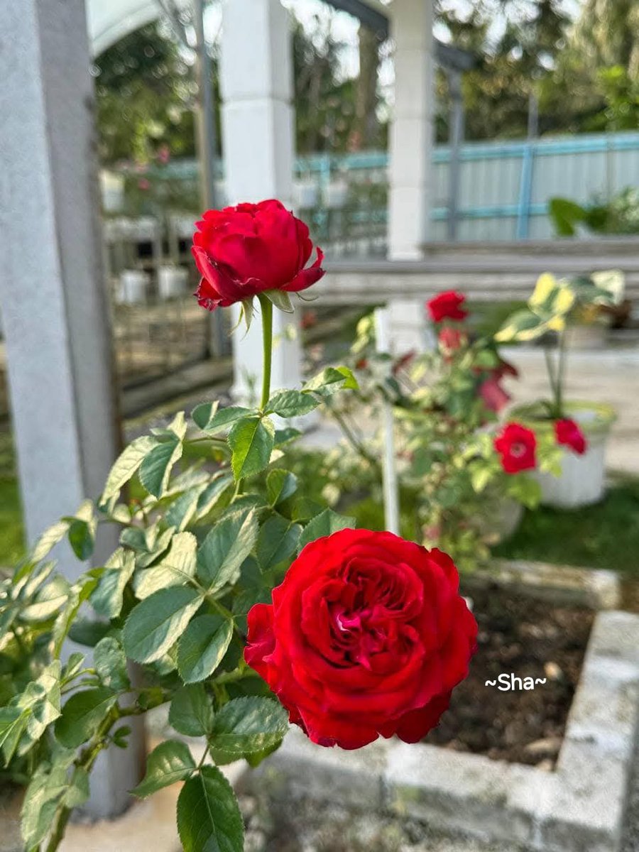 sha_m292411's tweet image. ❤️PURE HEARTS❤️
If your thought is a rose
YOU are a rose garden💕
🌸Rumi🌸
Don't let the tall weeds cast a shadow on the beautiful flowers in your garden💕
🌸Steve Maraboli🌸
🇲🇾❤️~Be like a rose
Beautiful with its' fragrance😘
THANK YOU FOR YOUR SUPPORT🌹