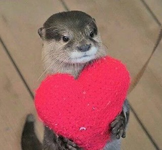 In_Otter_News2's tweet image. Steve has committed shenanigans. I can tell. This isn't normal behaviour.