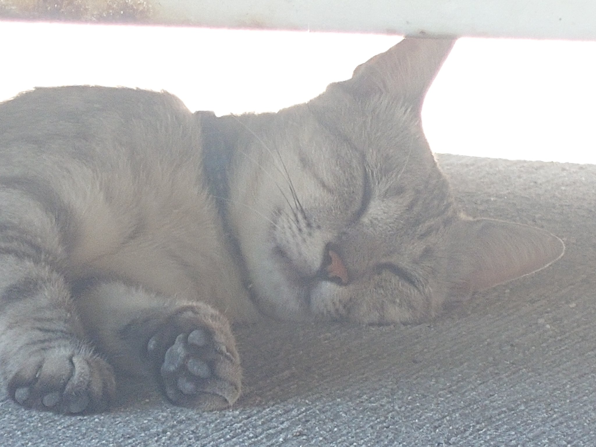 猫清 清水耕司 on X: 