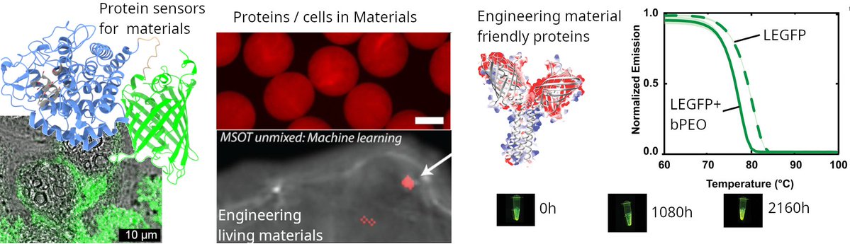 jpfuenzalidaw's tweet image. 🌈📷✨ Did you know some proteins can survive non-natural, harsh environments? In our new study, we explore how to stabilize these fluorescent proteins (FPs) and enzymes — unlocking their potential for sensors, materials, and more! #MaterialsScience #Bioengineering