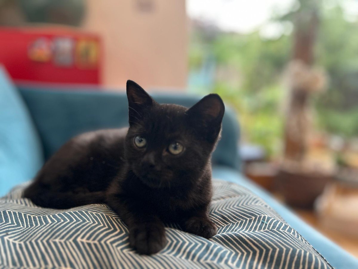 jo_bartosch's tweet image. I can't get anything done with this little dot of adorableness staring at me.