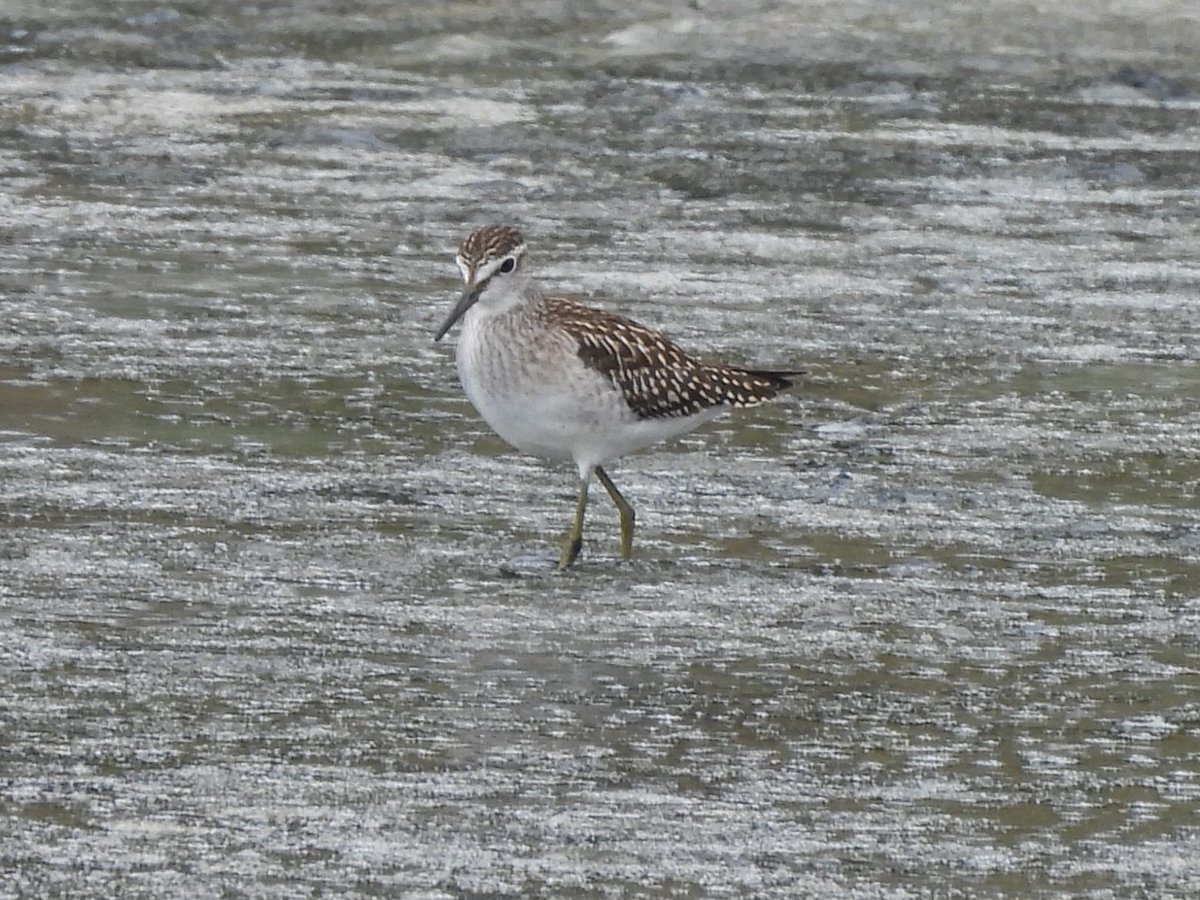 TimNobby's tweet image. Wood Sandpiper this morning on Black hole marsh, Seaton wetlands, Devon.