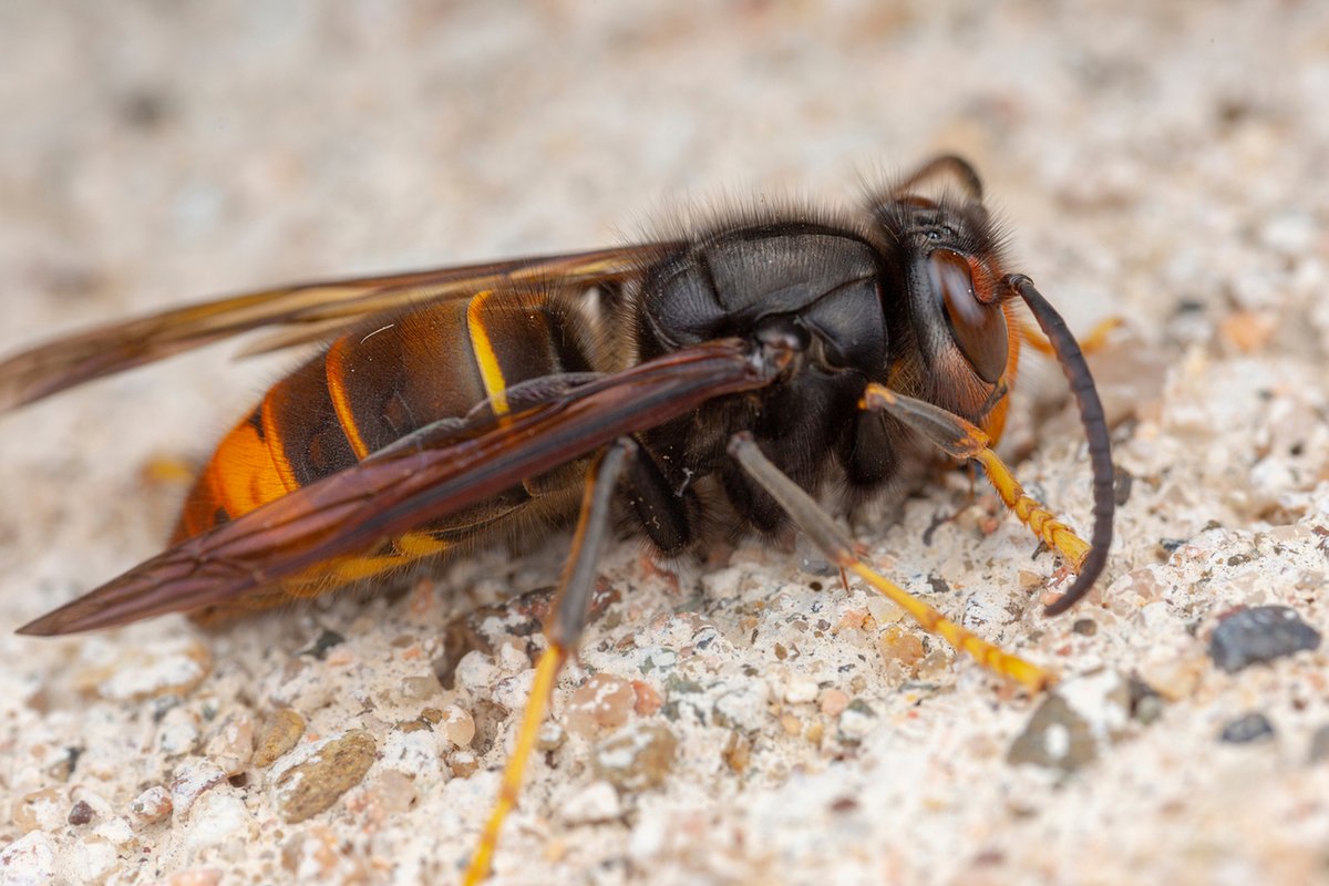 destinationsant's tweet image. Frelon à pattes jaunes et autres hyménoptères : comment gérer le danger des piqûres ?: Originaire d’Asie, le frelon à pattes jaunes (Vespa velutina nigrithorax) a été repéré pour la première fois en France en 2004, après l’importation de poteries… destinationsante.com/frelon-a-patte…