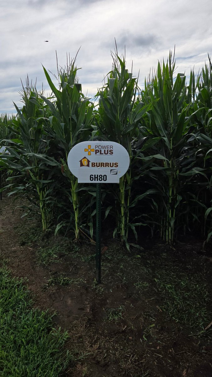 toddburrus2's tweet image. Power Plus 6H80 at 113 RM has both performance and beautiful grain. #Thinkburrus