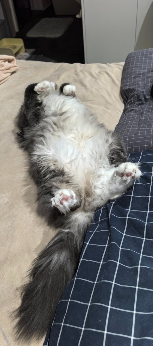 有人喜欢缅因猫的屁股吗？