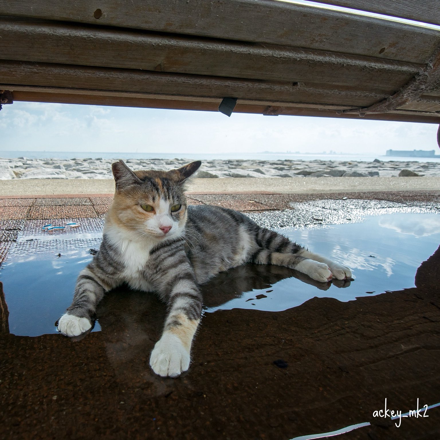 あっきー猫 あっきー on X: 