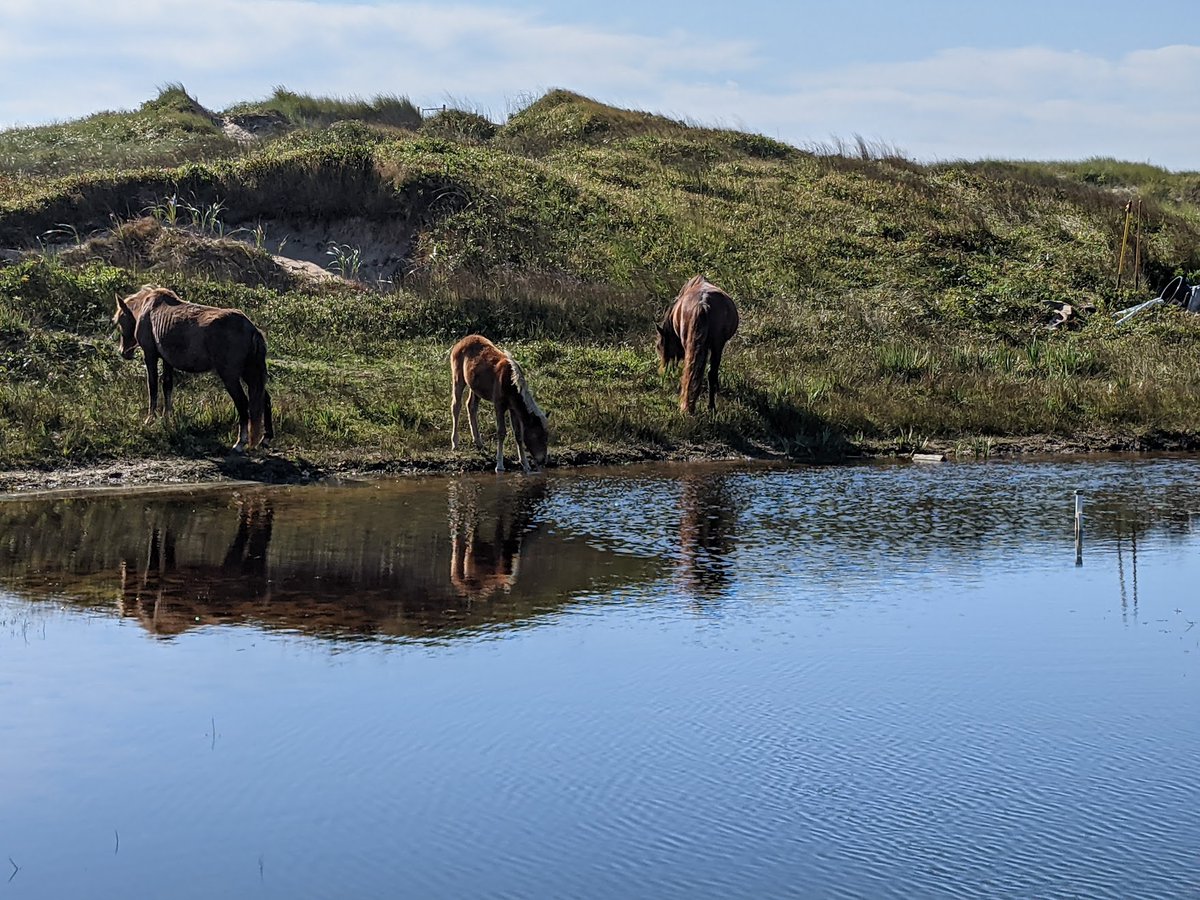 DalHydro's tweet image. Ponds are shrinking on Sable Island, so we looked at what drives their volumes. Unlike in well-studied inland ponds, oceanic processes are more important than meteorological processes. Thanks to @CantelonJulia and Sarah Hall for leading and Scott Ketcheson onlinelibrary.wiley.com/doi/10.1002/hy…
