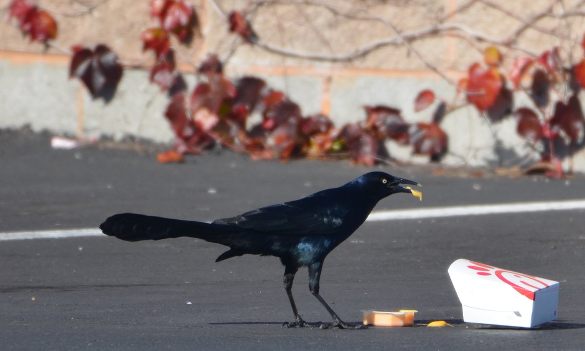 Gates_Cambridge's tweet image. A new paper, led by @LoganCorina, shows that the foraging behaviour breadth, persistence & variability of flexibility of birds could help them thrive in human-modified environments
gatescambridge.org/about/news/how…
#birds #flexibility
@MECCambridge @CambPsych @GatesAlumni @PeerComJourn