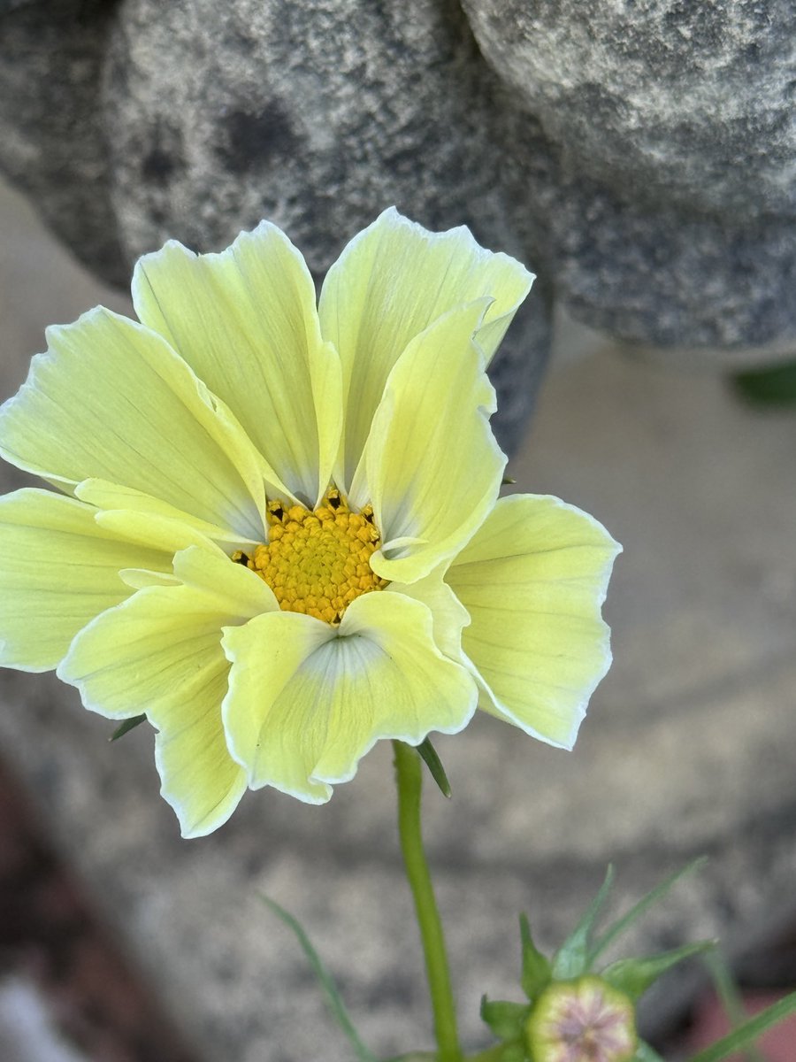 GardenBrocante's tweet image. I haven’t grown a lot of cosmos this year. Well actually I think I’ve given my son more seedlings than I thought I had.. 🤔😂
This is a pretty one ☀️🌧️