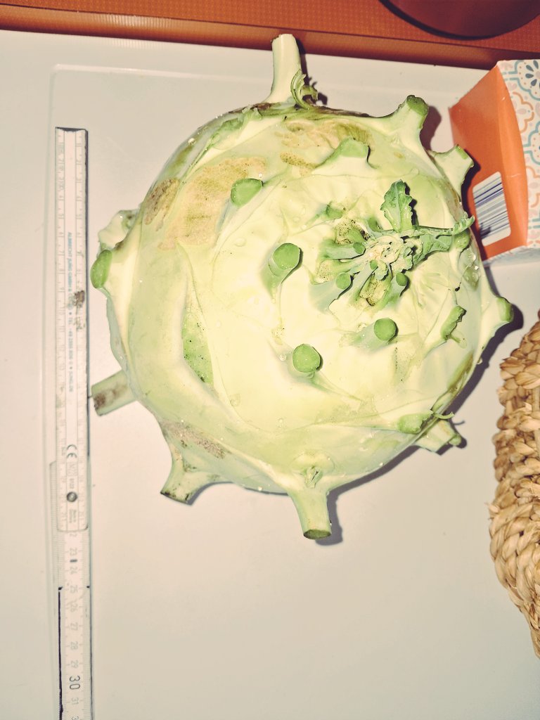 Das Prachtstück, 3,2 Kg und nicht holzig. Im Gemüsegarten stehen noch 10 davon😎