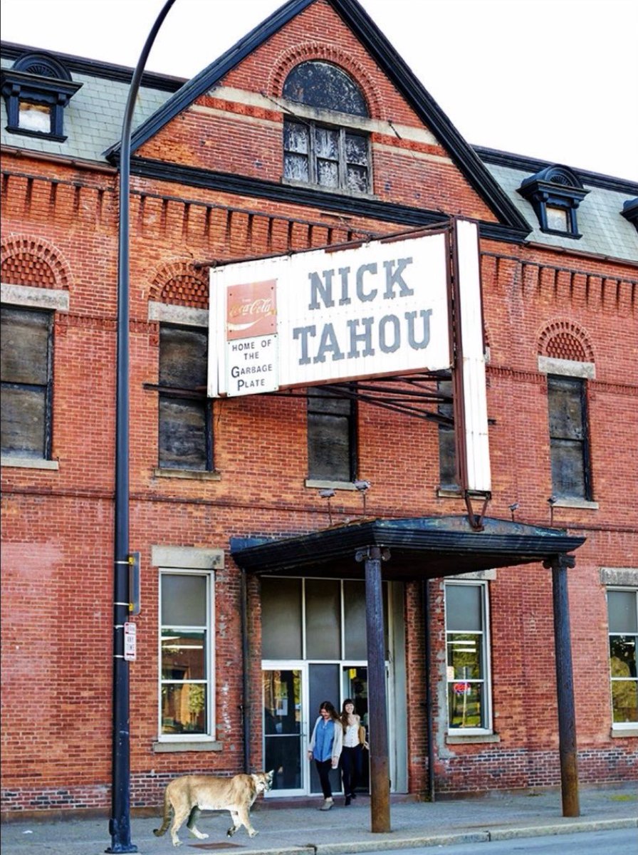 Nick_Tahou_Hots's tweet image. Sooooo…. is Mountain Lion season over with in the #ROC ? She never actually stopped in for a #Garbageplate Asking for a friend! #RochesterNY #Mountainlion